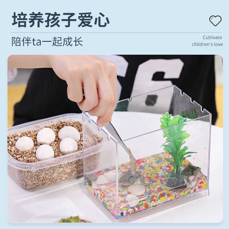 可孵化随机龟蛋1个 乌龟盲箱可孵化乌龟蛋儿童diy男孩益智玩具制作材料包小宠物活物