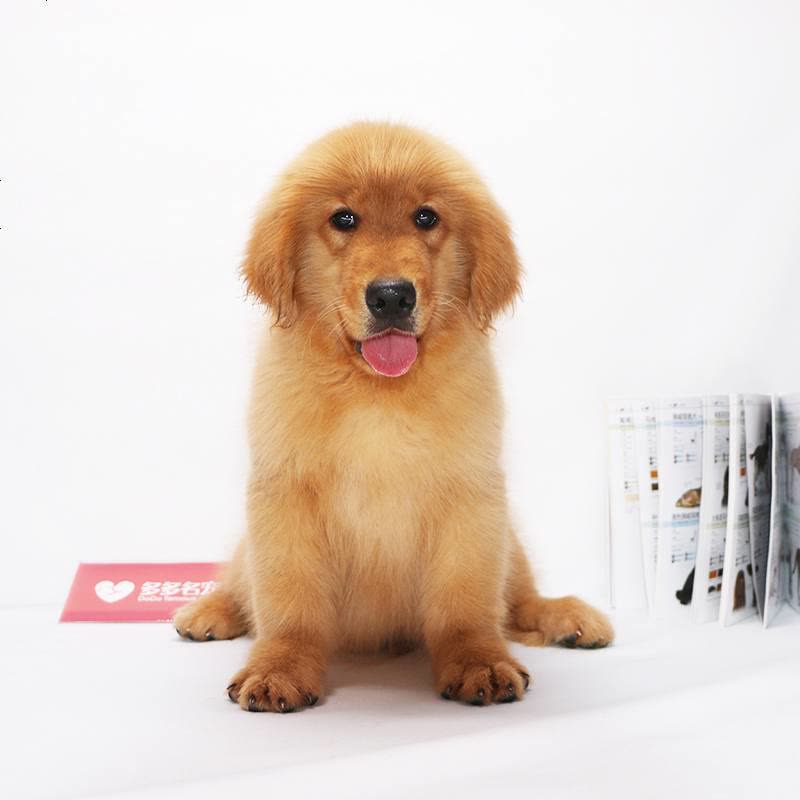 大头金毛犬宠物狗狗 派朵纯种金毛犬幼犬 纯种大头金毛犬狗狗 纯种金毛犬幼犬图片