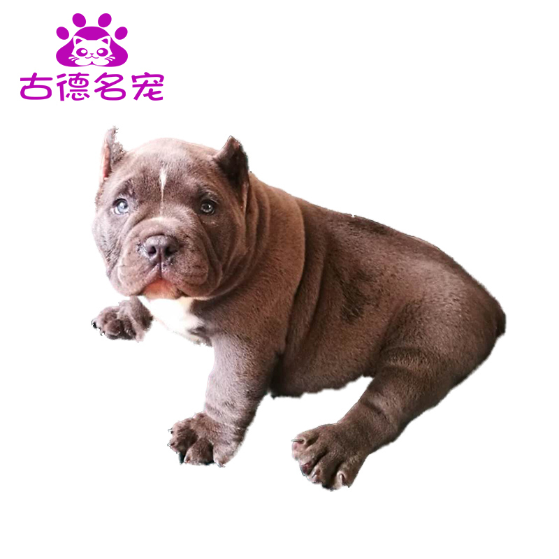 豆乐奇 Douleqi 狗狗美国恶霸犬幼犬活体纯种恶霸犬赛级犬双血统小狗狗家庭犬伴侣狗恶霸幼犬活体巨型美国恶霸幼犬 杜高猛犬猎犬双血统狗狗小 价格图片品牌报价 苏宁易购古德名宠专营店
