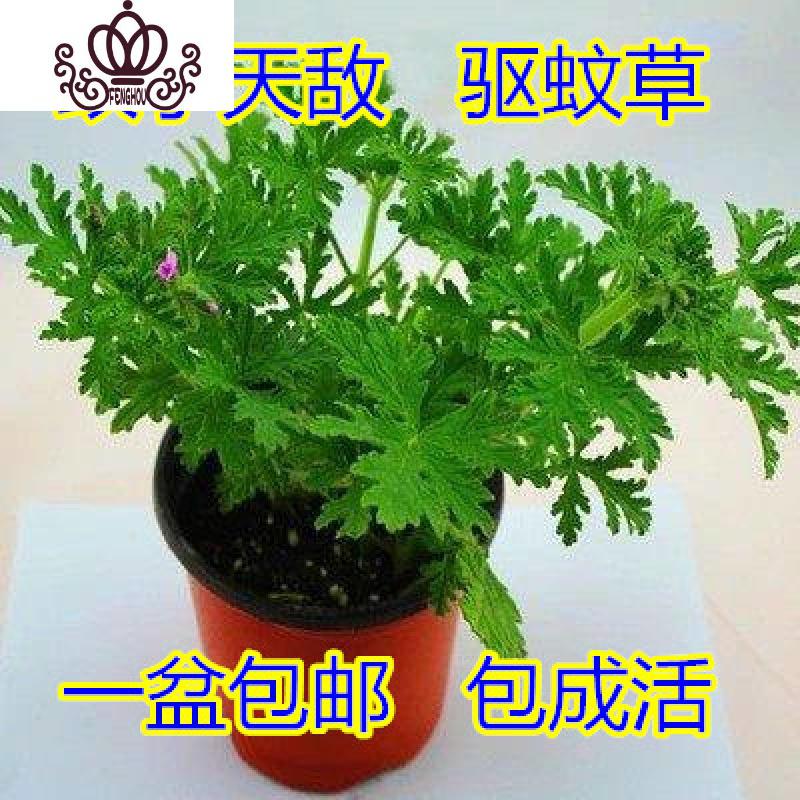 封后驱蚊室内灭虫杀蚊子香驱蚊子绿植花卉香叶天竺葵盆栽地栽图片 高清实拍大图 苏宁易购
