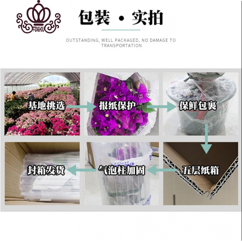 封后(FENGHOU)三角梅盆栽花卉植物室内嫁接多色巴西爬藤三角梅带花发货四季开花 金心双色三角梅大苗高度40-50cm