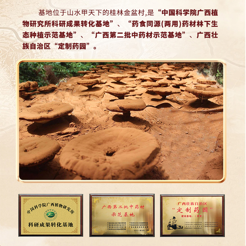 大野领御灵芝片赤芝切片泡水泡茶泡酒滋补品特产正品 60g/罐