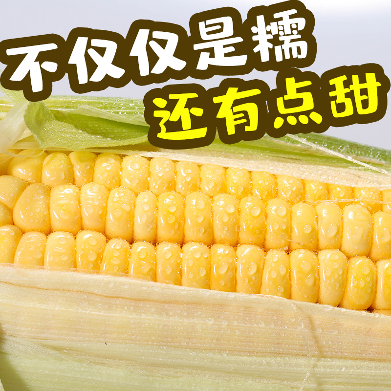 七河源黄糯玉米8穗装 2024年当季新东北玉米 加热即食 黄糯230g*8穗装≥1.8kg高清大图