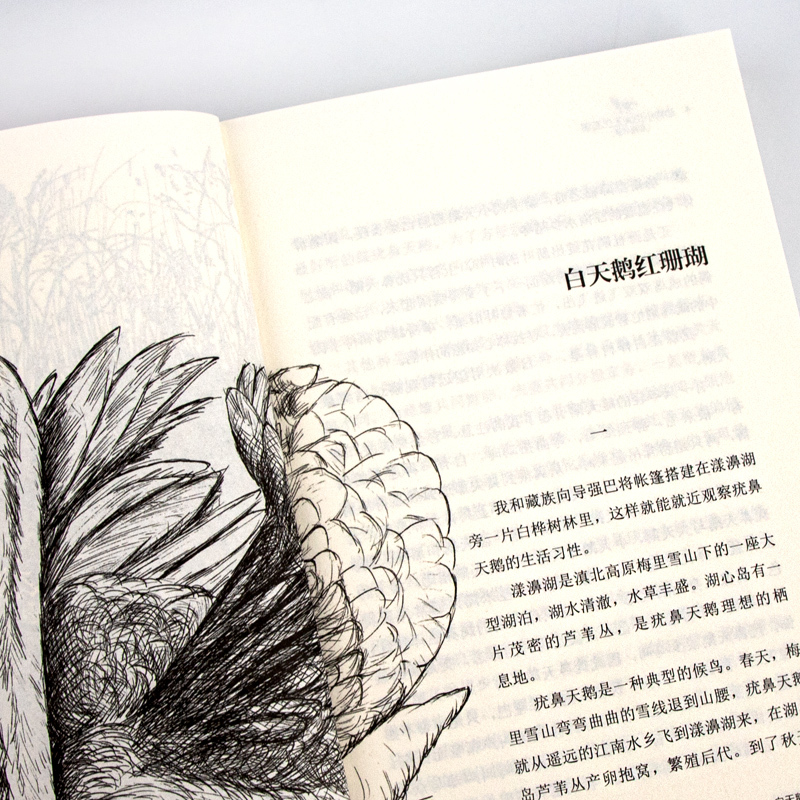 红飘带狮王 [正版]沈石溪动物小说品藏书系列全集36册狼王梦斑羚飞渡后一头战象雪豹悲歌混血豺王第七条猎狗十大经典阅读必书
