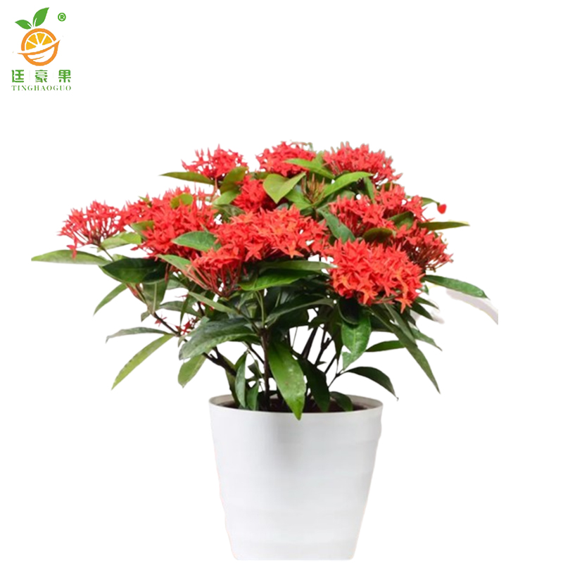 廷豪果 龙船花盆栽 40cm高 /盆高清大图