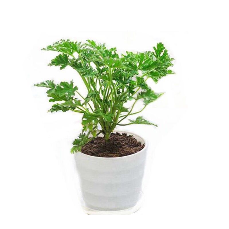 含绿色加仑盆（送营养液+生根粉） 精品大苗驱蚊草（三盆划算）|驱蚊草盆栽植物室内防蚊子香草薄荷绿植花卉香叶天竺葵盆栽驱