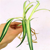正品下山兰花春兰进化矮种兰花苗办公桌绿植花卉盆栽1苗代表1件，所以几苗拍几件不含盆