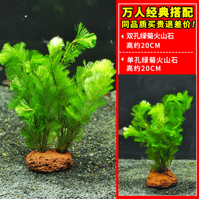 绿菊水草植物鱼缸造景真草水草缸净化造氧懒人套餐阴性蜈蚣草定植