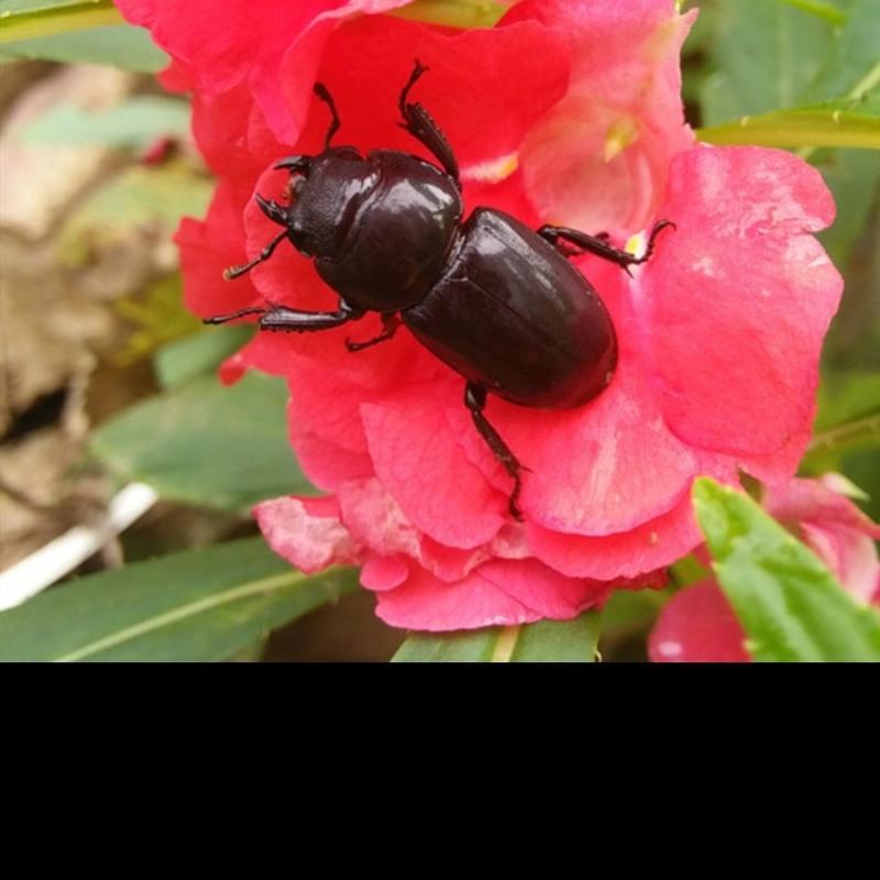 锹甲成虫 母虫 活体宠物独角仙锹甲锹形虫独角仙甲虫昆虫活体巨型可爱