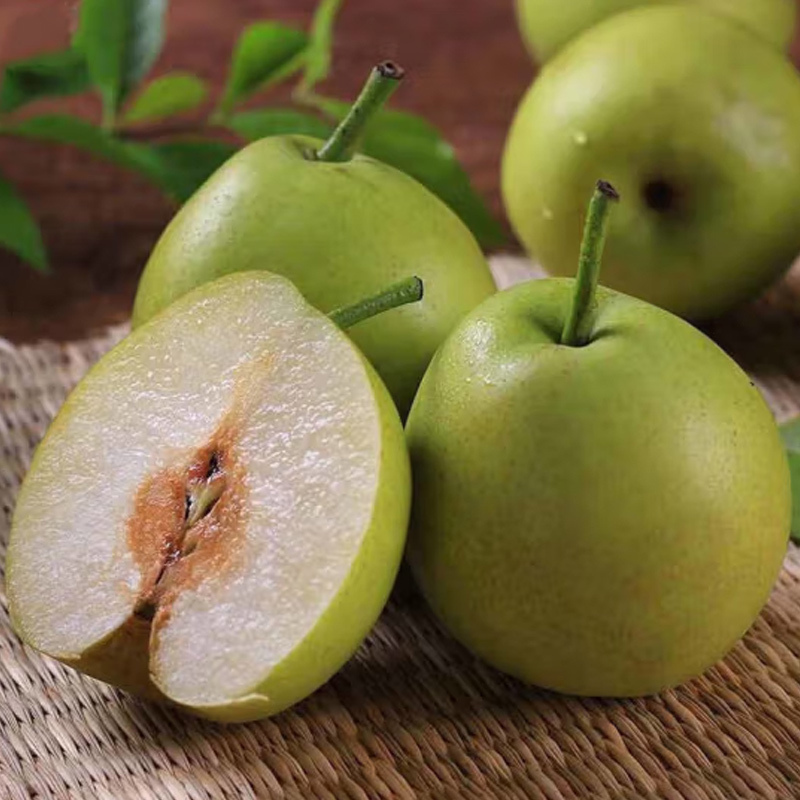 [西沛生鲜]山东新鲜蜂糖梨 净重5斤 大果 单果300g以上 酥梨子 新鲜