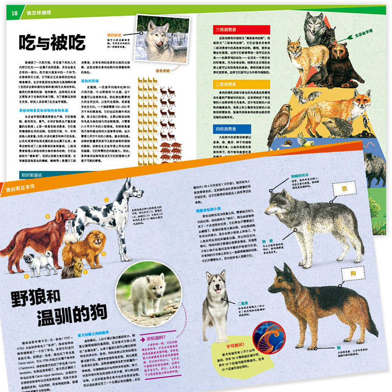 狼的故事 [正版]狼的故事 8-10-12岁德国少年儿童百科知识全书 什么是什么was ist was珍藏版 小学生课外高清大图