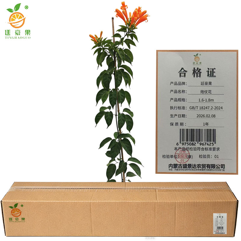 廷豪果 炮仗花 1.6-1.8m 棵高清大图