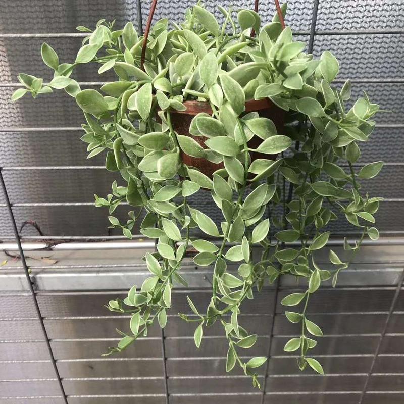 #新品金边翡翠小吊兰长藤垂吊绿植适合种植阳台挂室内装饰易养活 天冷保温发货金边翡翠