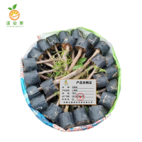 廷豪果 三角梅 70cm /棵