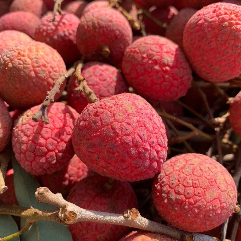 西沛生鲜海南桂花香荔枝新鲜水果甜美多汁45斤礼盒装