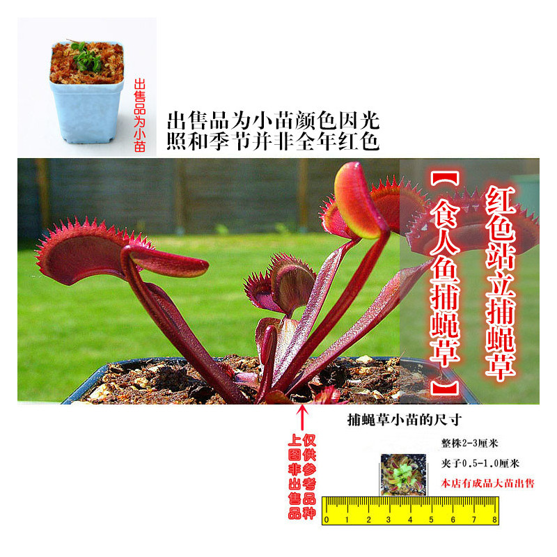食人鱼捕蝇草特小苗栽好发货 含盆|捕蝇草食人花盆栽苗食虫植物驱蚊草多肉植物多肉绿植花卉 毛膏菜