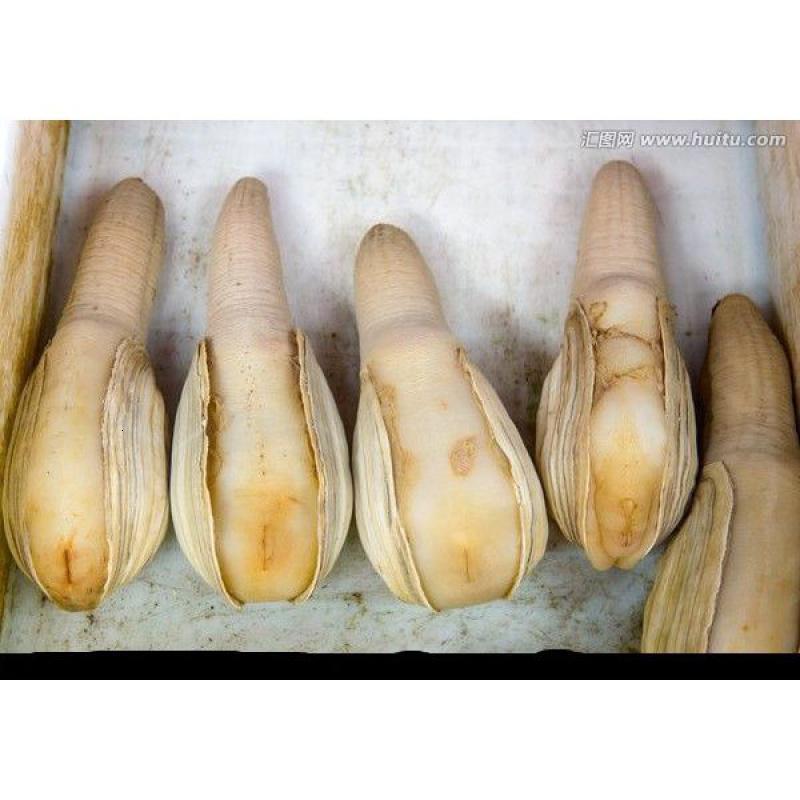 5斤左右一个鲜活冷冻保鲜 象拔蚌 水蚌 象鼻蚌 大蚌仔 海鲜