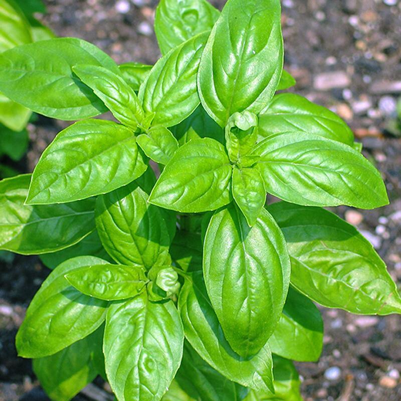 罗勒薄荷香种子九层塔食用驱蚊柠檬薄荷四季阳台盆栽花卉种子