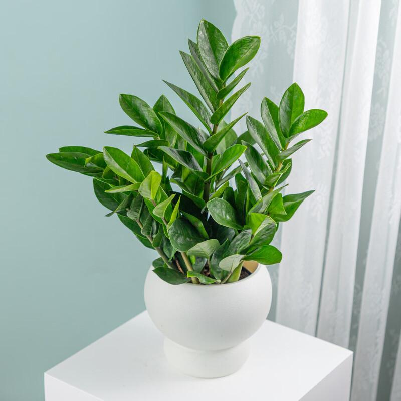 花点时间(Reflower)金钱树1盆高清大图