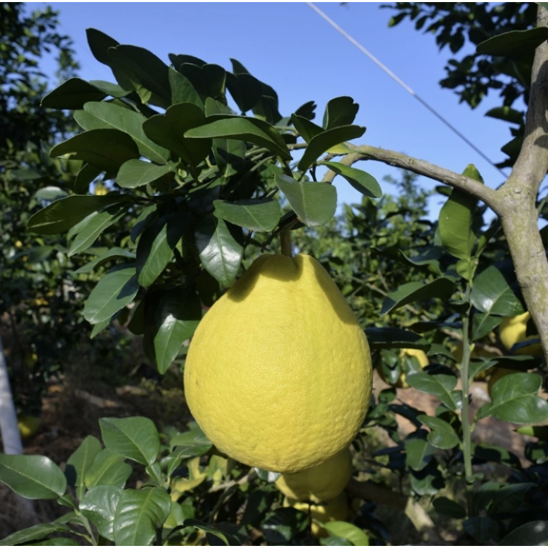广西容县沙田柚正宗清甜新鲜水果多汁甜蜜柚子