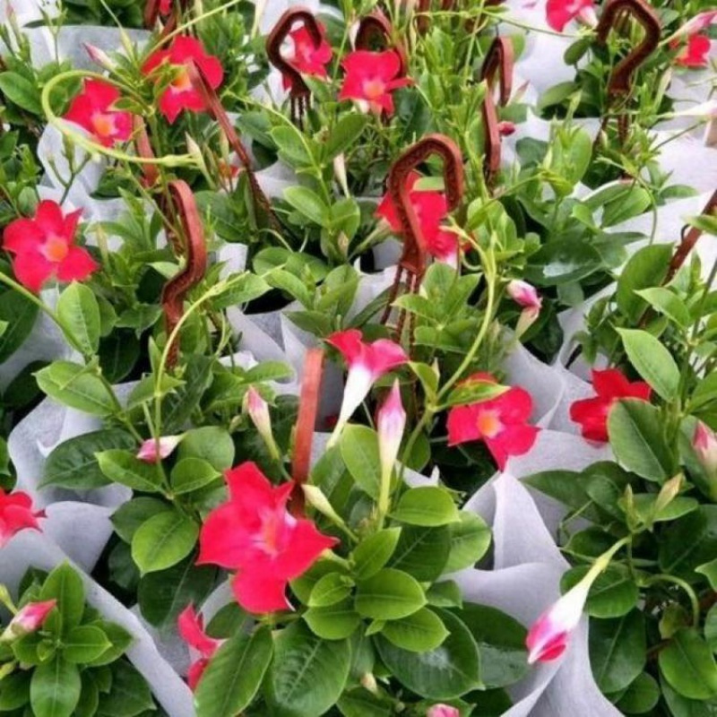 回固园艺用品回固万里飘香腾花双喜藤万里飘香藤花盆栽红婵花带花苞发货四季开花蓝飘香藤红花一棵价格 带花苞 不含盆 价格图片品牌报价 苏宁易购益润园艺用品专营店