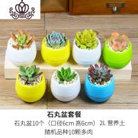 封后多肉植物种植肉肉植物绿植花卉盆栽多肉植物新款 肉嘟嘟 室内植物 石丸盆随机10颗多肉含盆含土 裸根不带土