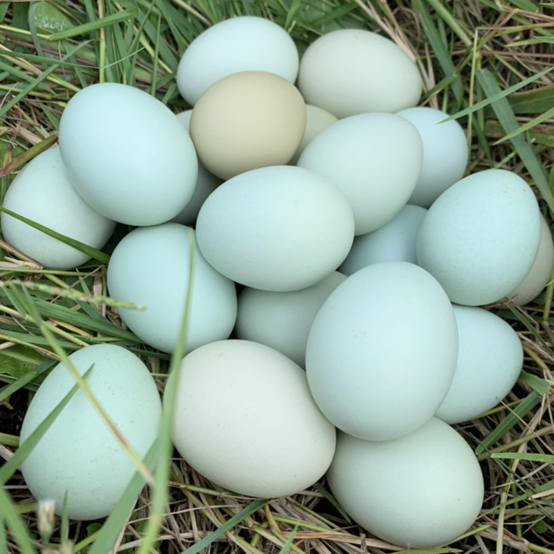 农神绿壳鸡蛋30枚份