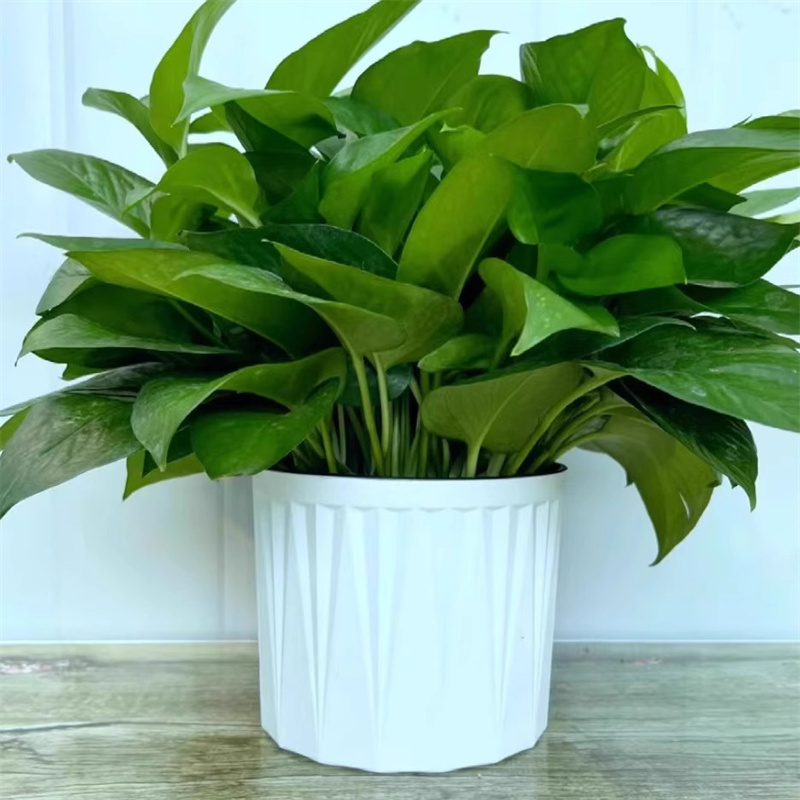 优橙 绿萝盆栽室内吸附甲醛净化空气绿植花卉 不含盆(株)