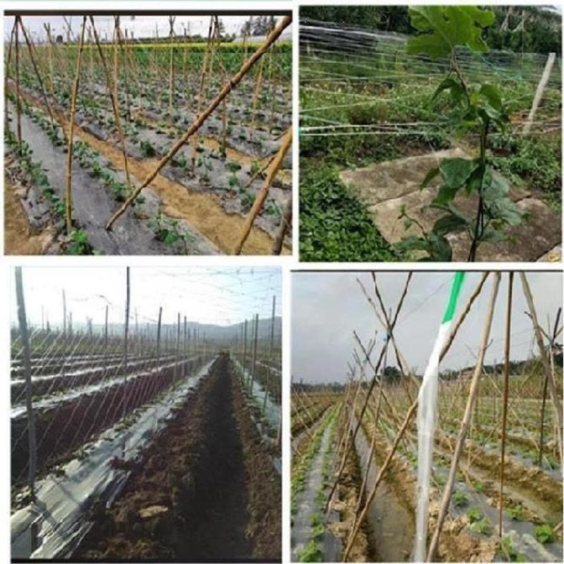 1.8*50米3股孔25 (山药) 攀爬植物网吊苦瓜罗汉果结实家用型爬绳百香果种植业架黄瓜用的36图片