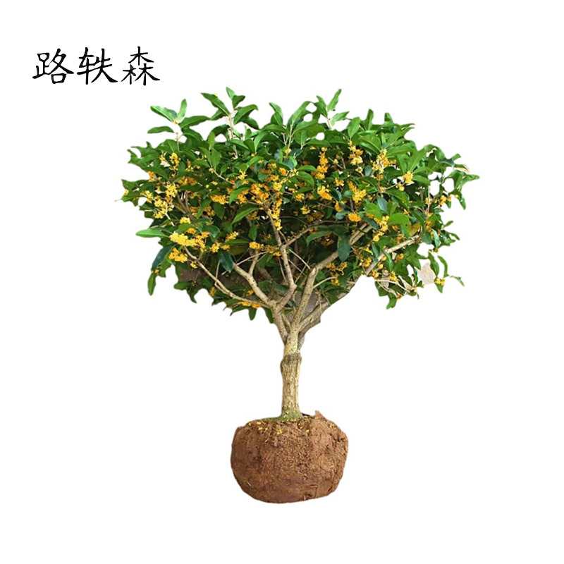 路轶森 桂花树 1.5-1.8m 根高清大图