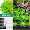 爬地矮珍珠前景水草植物日本水下叶鱼缸造景水培真草古法养鱼趴地