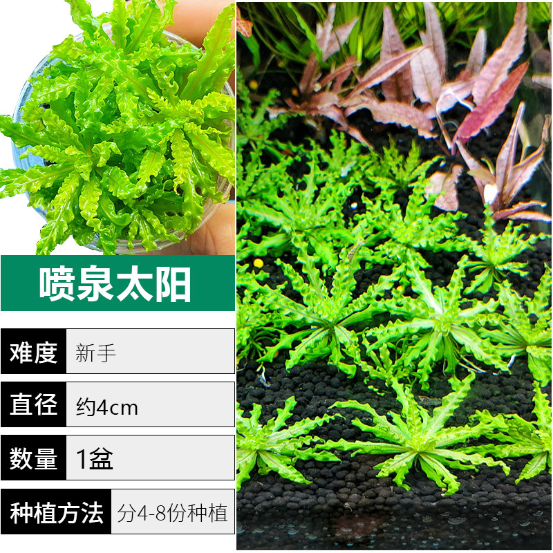 爬地矮珍珠前景水草植物日本水下叶鱼缸造景水培真草古法养鱼趴地