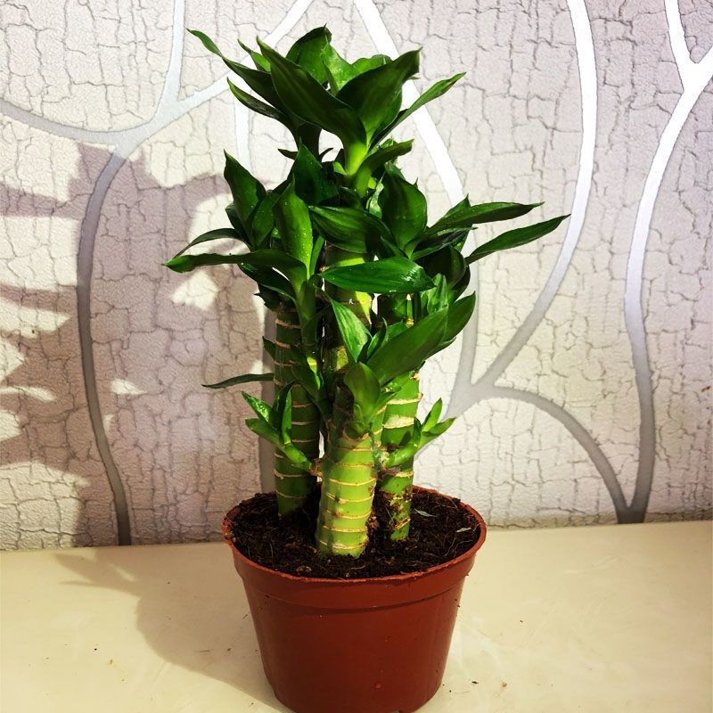 荷花竹小型盆栽文昌竹室内花卉好养绿植水培植物富贵竹子夏季水养