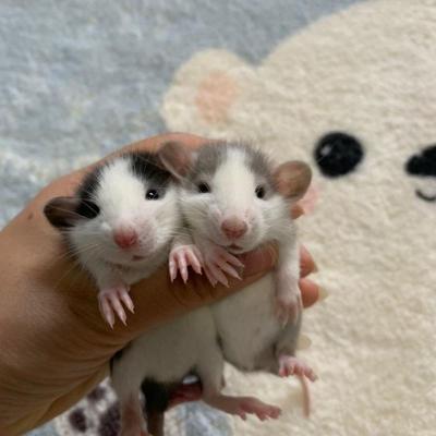 家养花枝鼠暹罗正脸哈士奇活体飞象耳奶牛幼崽亲人鼠宠物自家繁殖