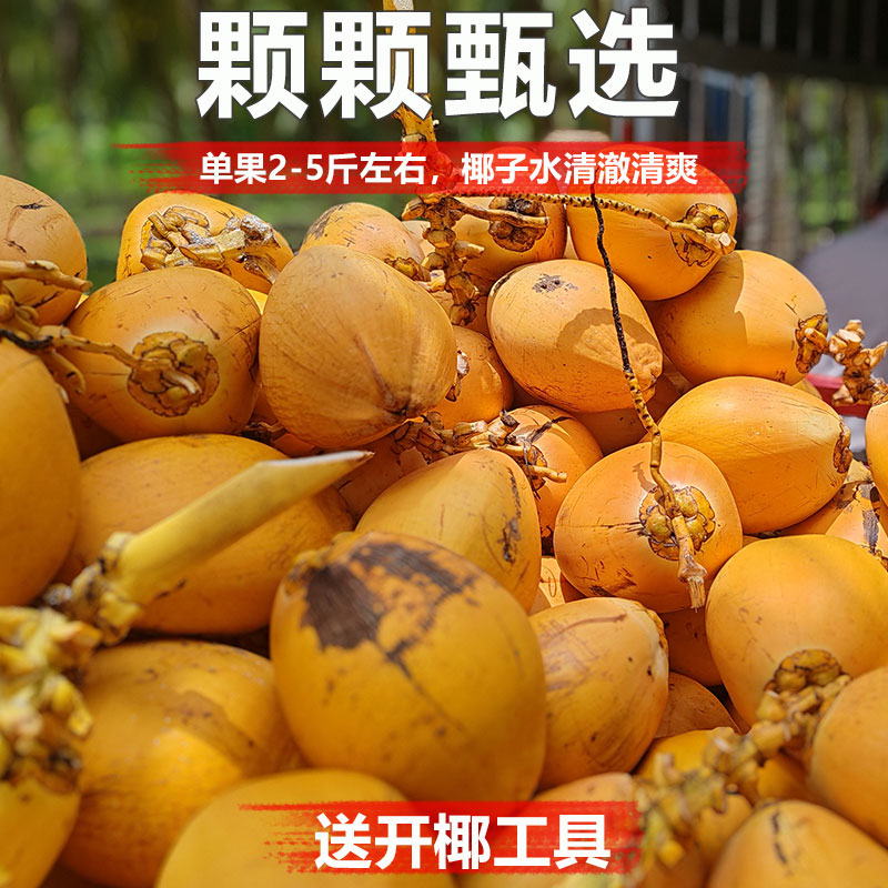 [苏鲜生]海南黄金椰子 热带老椰子 4个装 整箱 热带特产 清甜多汁高清大图