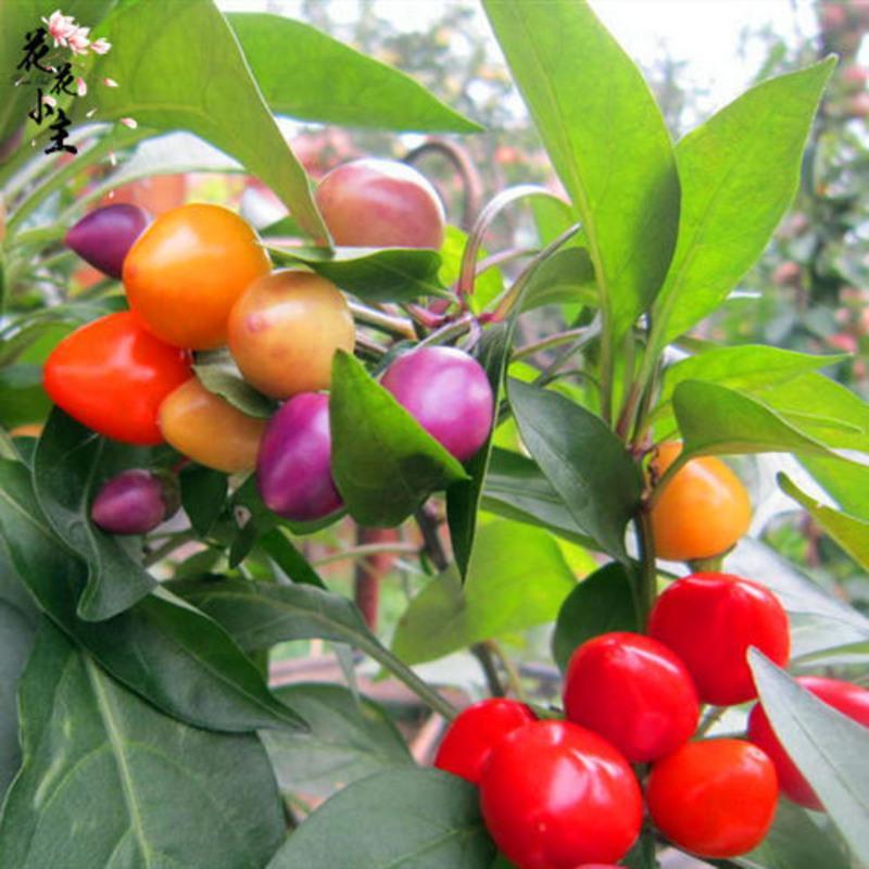 [正品七彩辣椒种子]室内阳台七彩椒种子盆栽五彩小辣椒花卉种籽