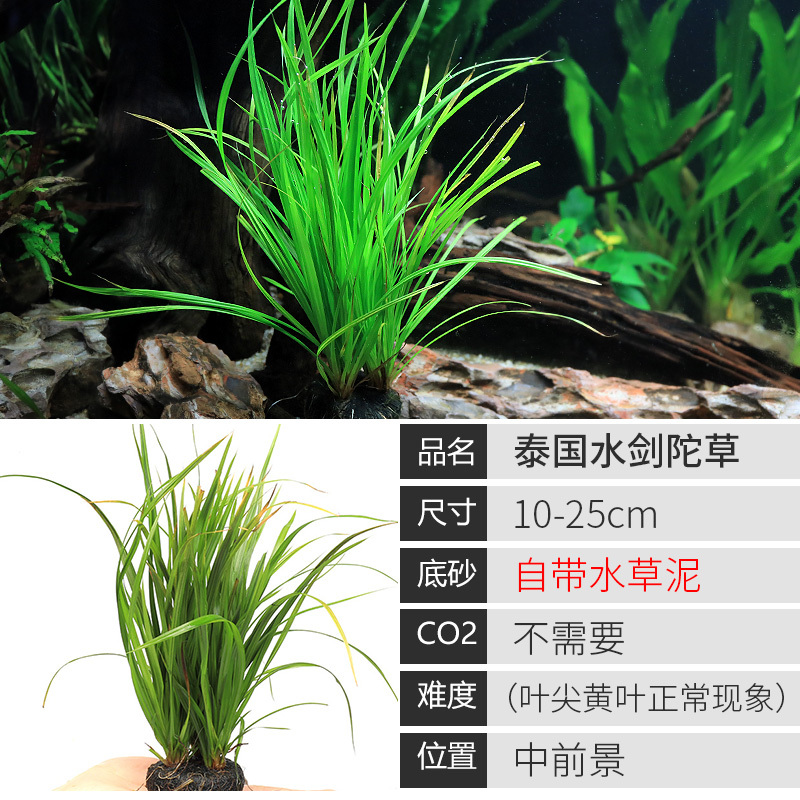 鱼缸造景莫斯沉木水榕无土植物懒人增氧真水草趴地矮珍珠陀草
