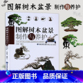 图解树木盆景制作与养护 【正版】图解树木盆景制作与养护 附石盆景盆栽树木盆景造型设计栽培书籍