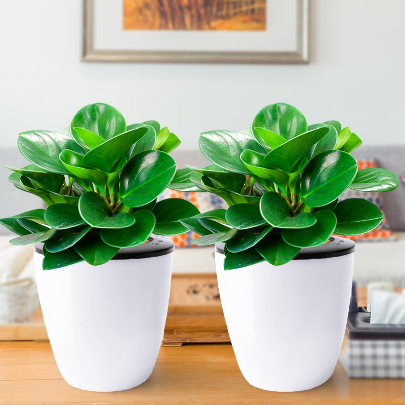 【2盆】豆瓣绿 青叶碧玉花【价格 图片 品牌 报价】-苏宁易购绿植专营