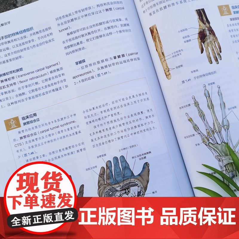 作业治疗功能解剖学 基于作业治疗为的肌肉骨骼功能解剖学 运动康复 北京科学技术高清大图