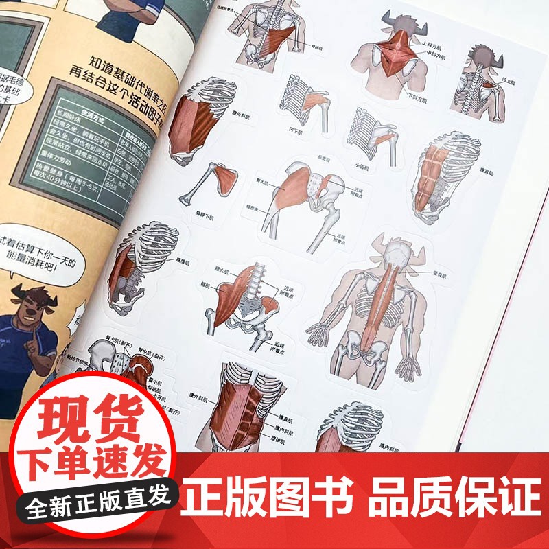写给健身者的运动解剖学漫画版 健身导师仰望尾迹云 健身训练书籍 肌肉图解健身知识 仰望尾迹云科普入门教程高清大图