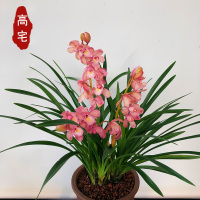 高宅 兰花 香妃 红贵妃 矮种浓香建兰四季兰 兰花苗花卉盆栽室内绿植物