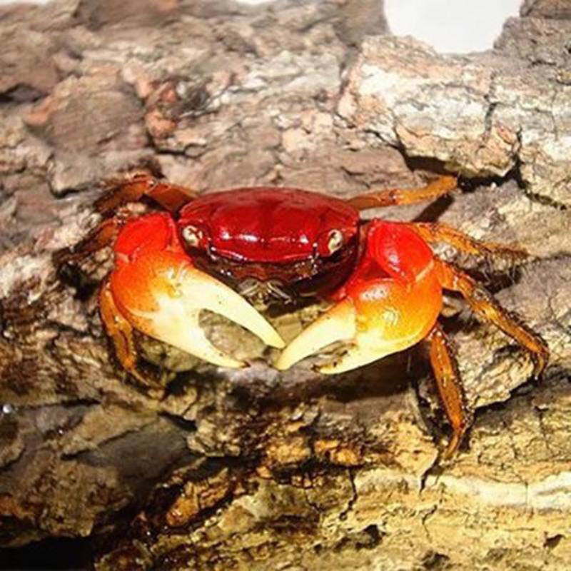 活体螃蟹宠物蟹相手蟹迷你蟹辣椒蟹豹点蟹溪蟹包活集锦相手蟹>800_800