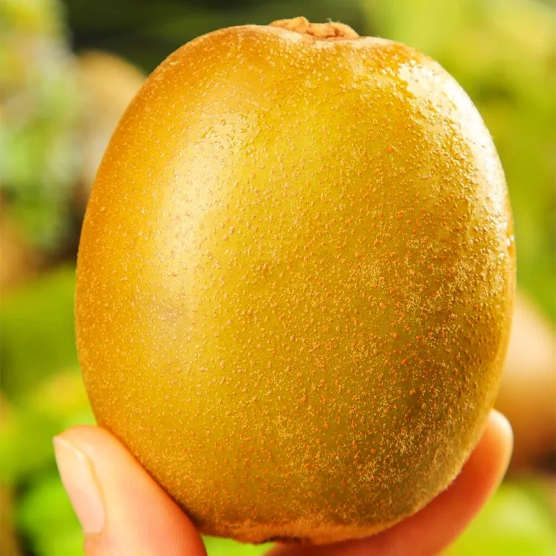 意大利金果5斤黄心猕猴桃奇异果新鲜当季孕妇水果弥猴桃大果