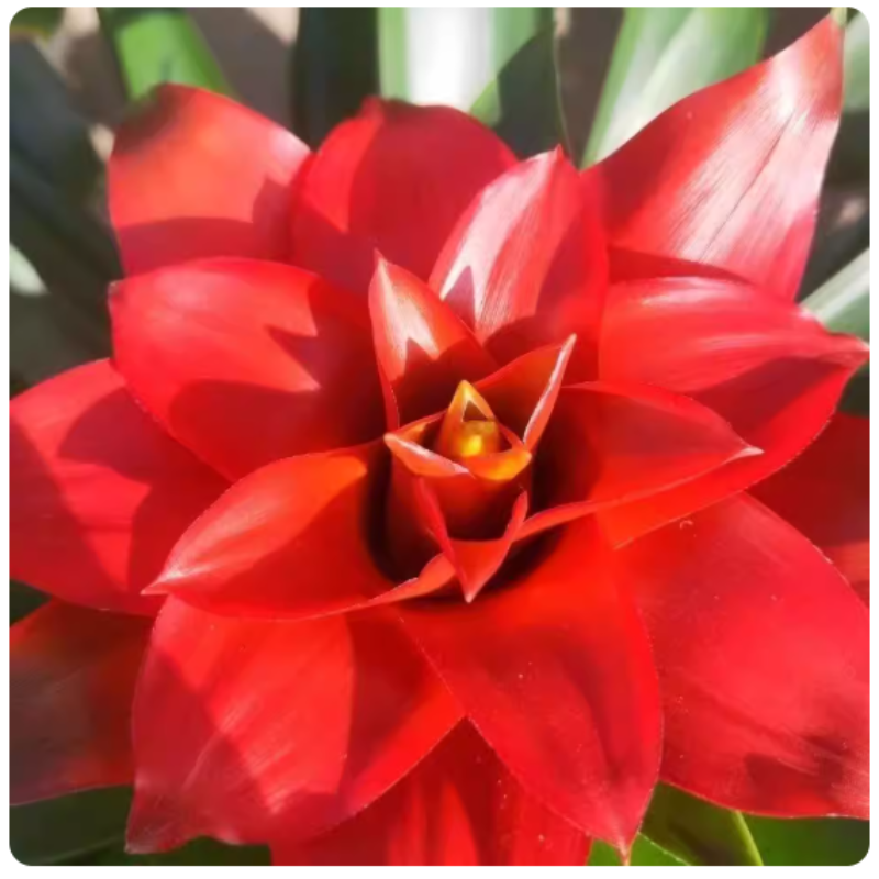 诚智旺 鸿运当头 YDT-1/盆高清大图