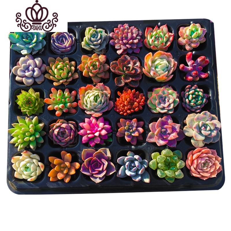 封后肉肉多肉植物组合盆栽花卉室内超大一整箱50颗多肉套餐清棚批发42颗精选多肉不重复一半以上贵货裸根不带土图片 高清实拍大图 苏宁易购