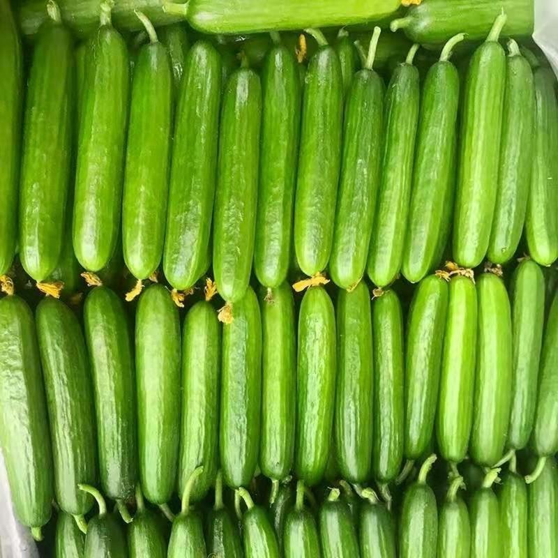 生鲜>时蔬蛋类>茄果瓜类>赛卡伊>赛卡伊乳瓜水果黄瓜无刺生吃新鲜蔬菜