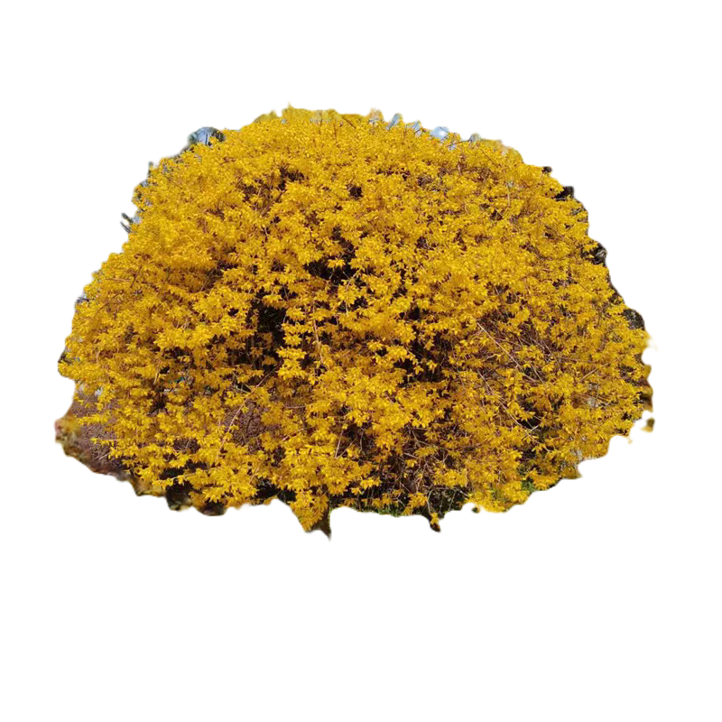 诚智旺 连翘球 冠幅80cm /棵高清大图