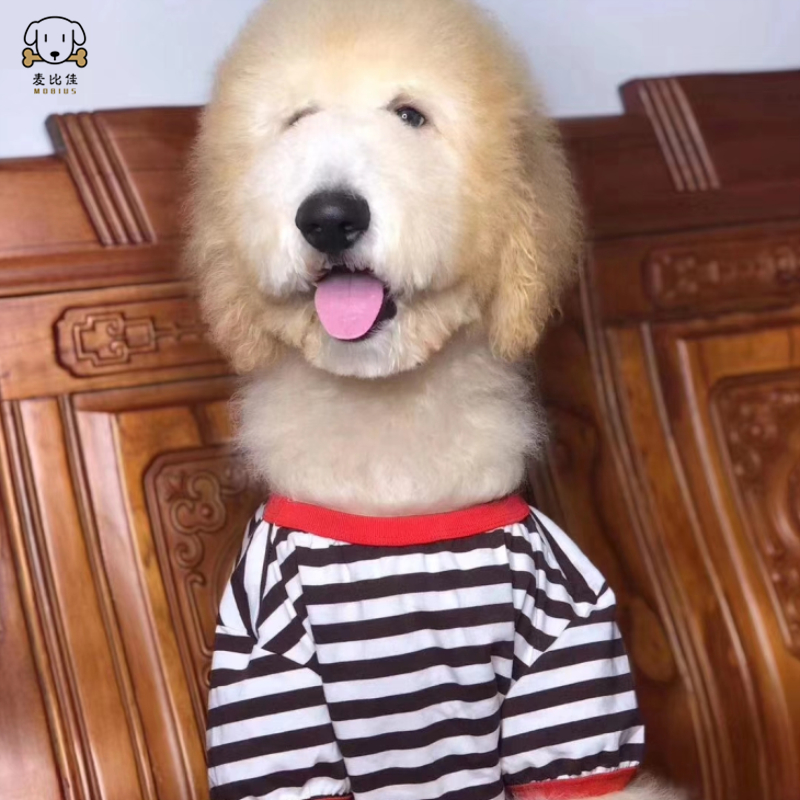 麦比佳 巨型贵宾犬幼犬 狗狗活体纯种大型泰迪贵宾犬幼崽红色白色黑色巨贵犬宠物狗大体泰迪熊狗包健康视频挑选高清大图