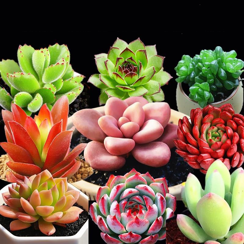 回固精品多肉植物组合盆栽大颗好养大盆肉肉植物稀有品种室内花卉绿植